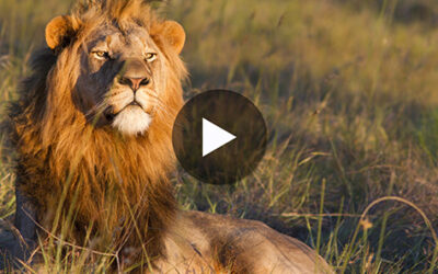 Ready for a new adventure in the Rainbow Nation?